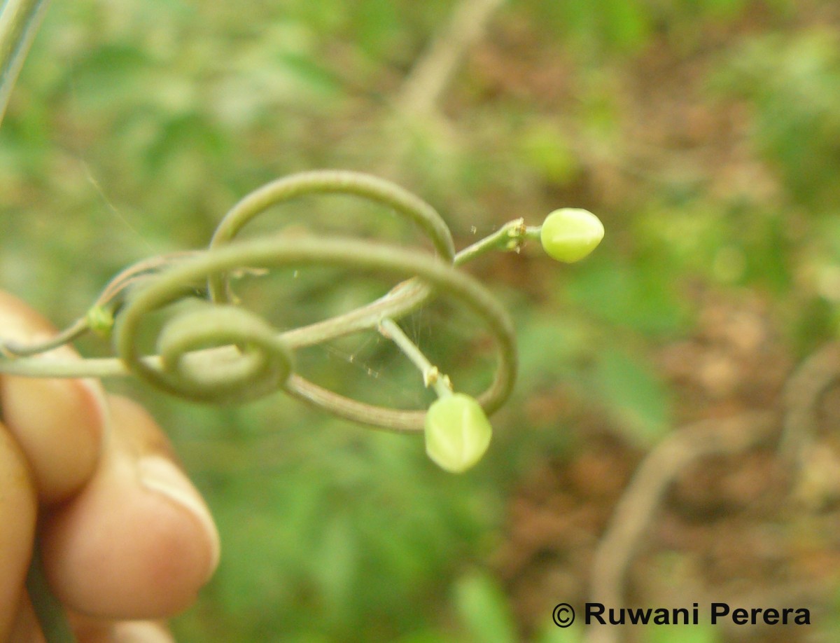 Adenia hondala (Gaertn.) W.J.de Wilde